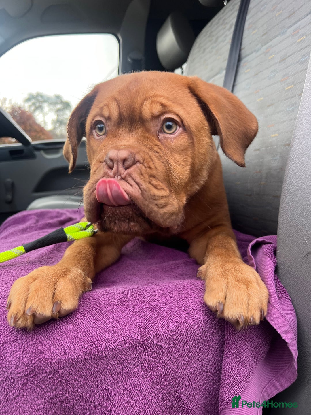 Dogue De Bordeaux dogs for sale: dogue de bordeaux - Advert 2