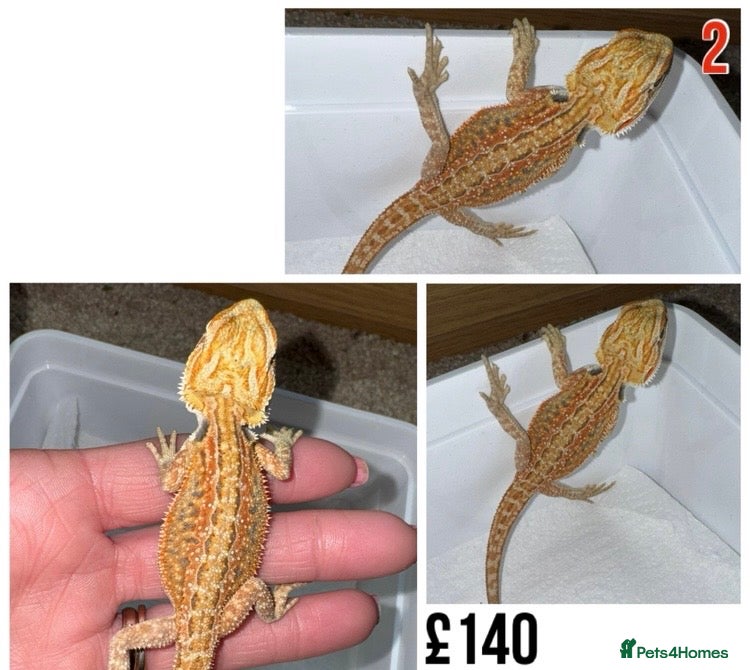 Bearded Dragon reptiles for sale: Baby Bearded Dragons For Sale! - Advert 4