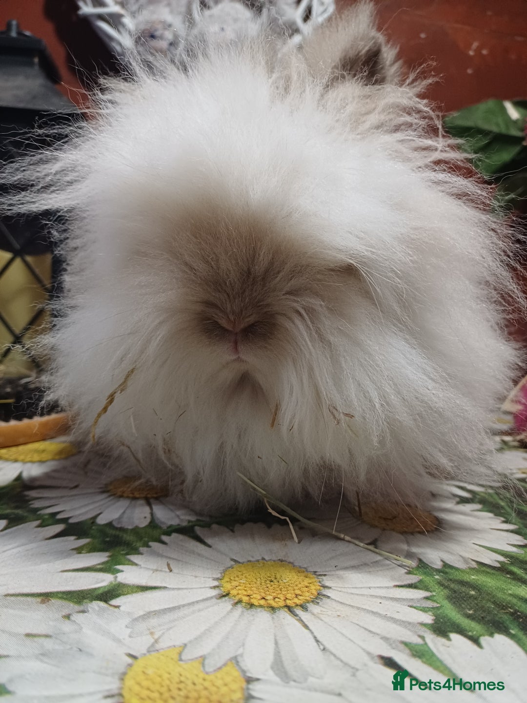 Lionhead rabbits for sale: Lionhead does - Advert 3