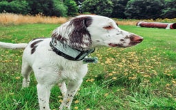 English Springer Spaniel dogs for sale: Forrest, 1.5yr old male ESS - Image 9