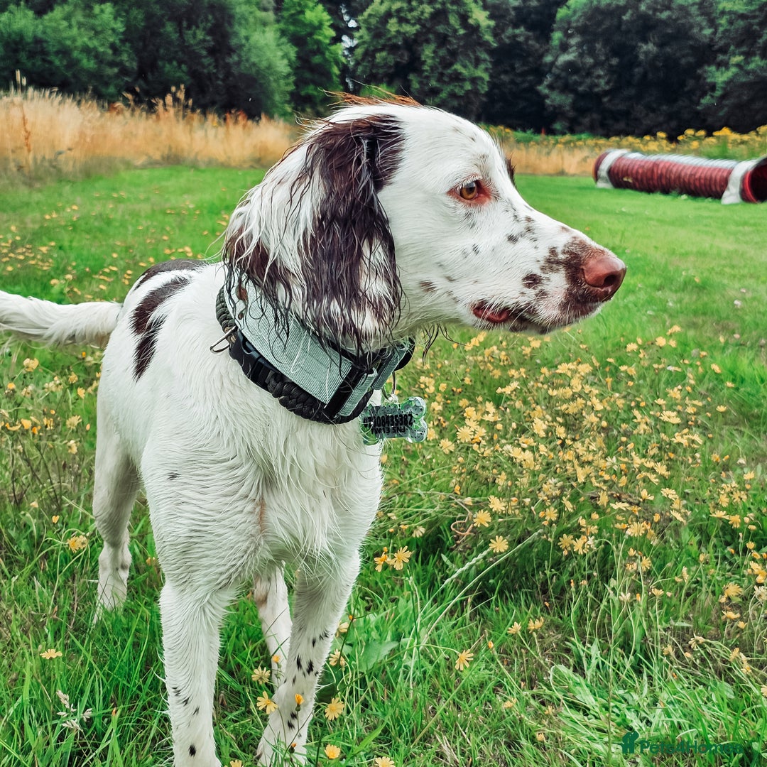 English Springer Spaniel dogs for sale: Forrest, 1.5yr old male ESS - Image 9