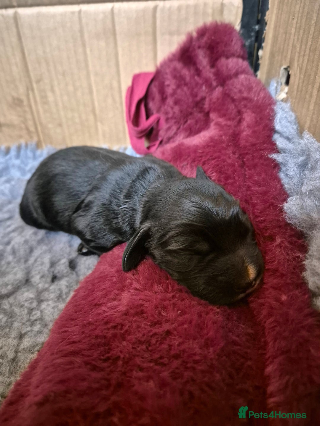 Cocker Spaniel dogs for sale: Working Cocker Spaniel Puppies  - Image 8