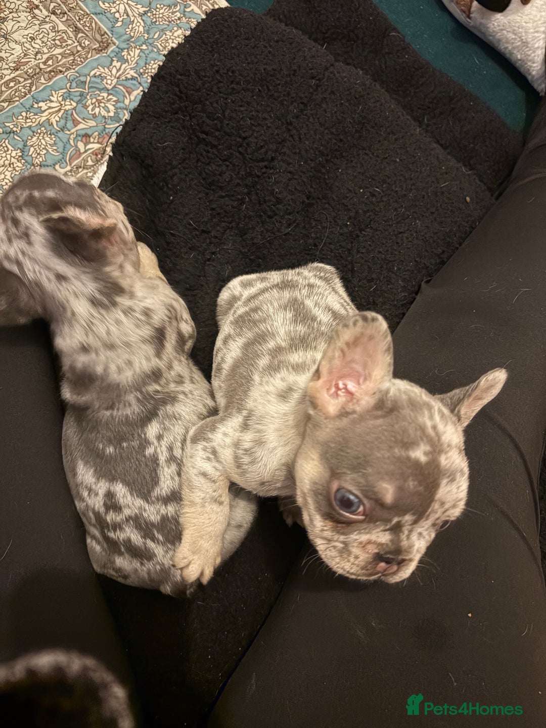 French Bulldog dogs for sale: 5 female French bulldogs  - Advert 6