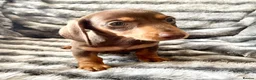 Miniature Dachshund dogs for sale: ⭐️READY NOW⭐️Quality Miniature Dachshund Puppies - Advert 4