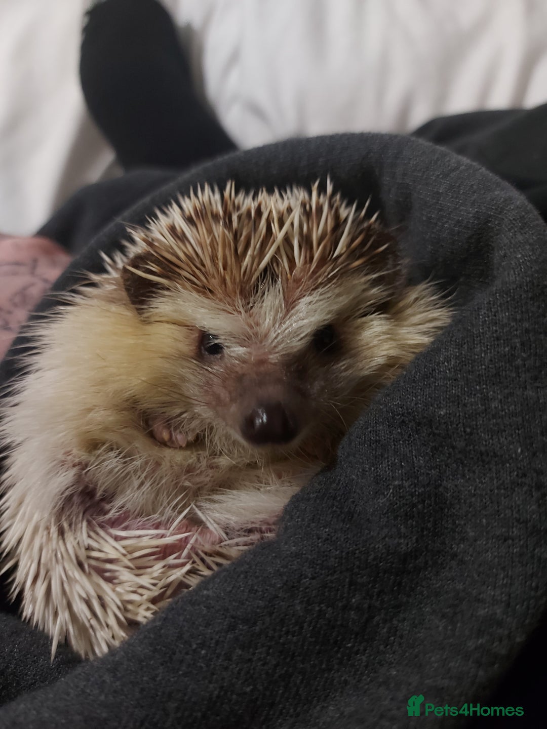 Pygmy Hedgehog rodents for sale: African Pygamy Hedgehog  - Advert 6