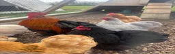 Chickens poultry for sale: Pekin bantams  in Deal - Advert 5