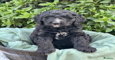 Bernedoodle dogs in Market Drayton - Advert 16