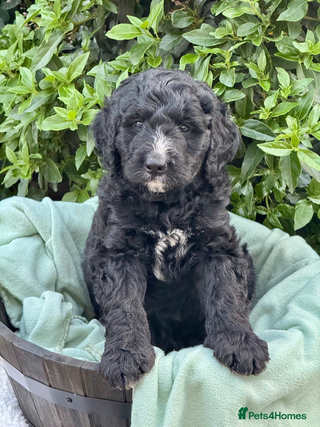Bernedoodle dogs for sale: 1 boy left gorgeous f1 medium bernedoodle puppies  in Market Drayton - Image 3