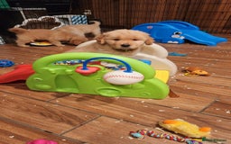 Golden Retriever dogs for sale: Lovable Kc Golden Retriever Puppies Available Now - Image 6