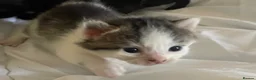 Mixed Breed cats for sale: 5 little kittens looking for there forever home - Advert 19