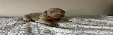 Dobermann 4
