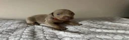 Dobermann dogs for sale: ISABELLA & TAN KC REGISTERED DOBERMAN PUPPIES - Advert 5