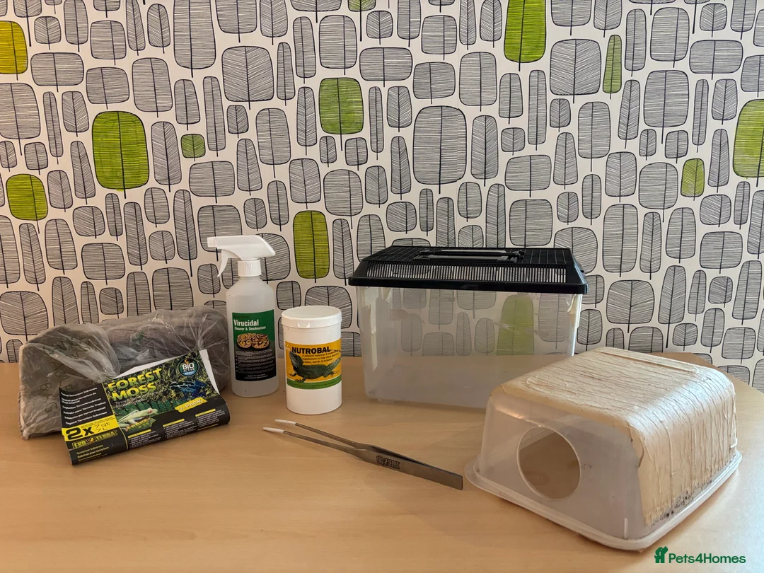 Python Snake reptiles for sale: Royal python with full setup - Advert 10