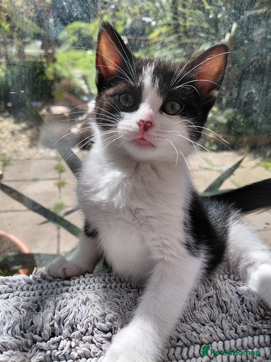 Mixed Breed cats for sale: 5 tuxedo kitten 9 weeks in Romford - Advert 2