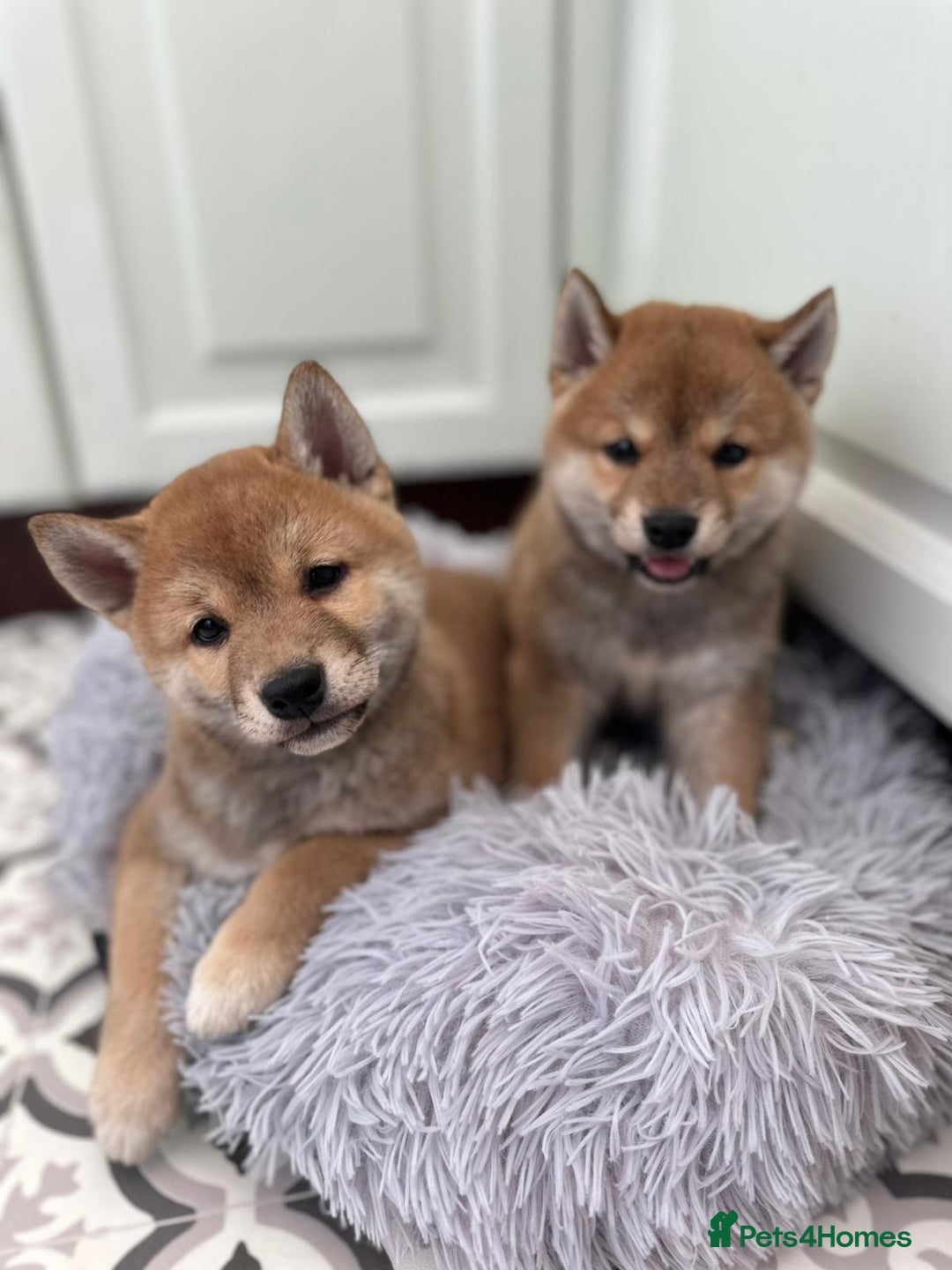 Japanese Shiba Inu dogs for sale: Japanese Shiba Inu Puppies - Image 24