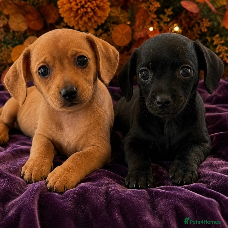 Chiweenie dogs 🐾 Ready next weekend beautiful Chiweenie puppies - Advert 1