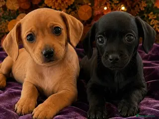 Chiweenie dogs 🐾 Ready next weekend beautiful Chiweenie puppies - Advert 3