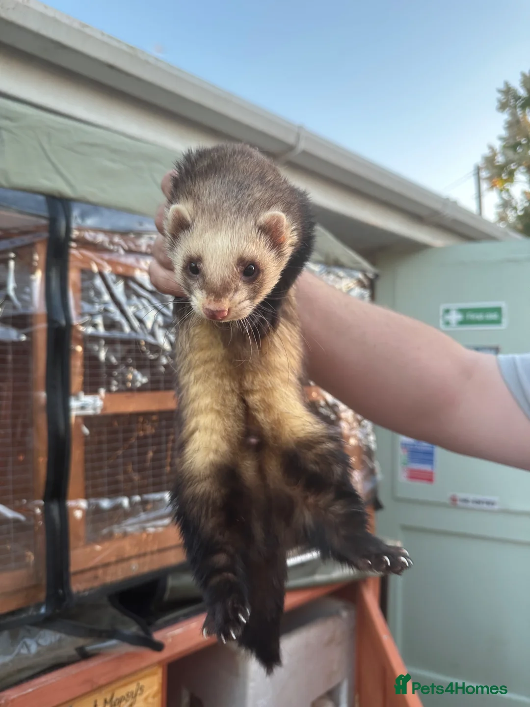 Ferret rodents for sale: Lovely hob ferret - Advert 5