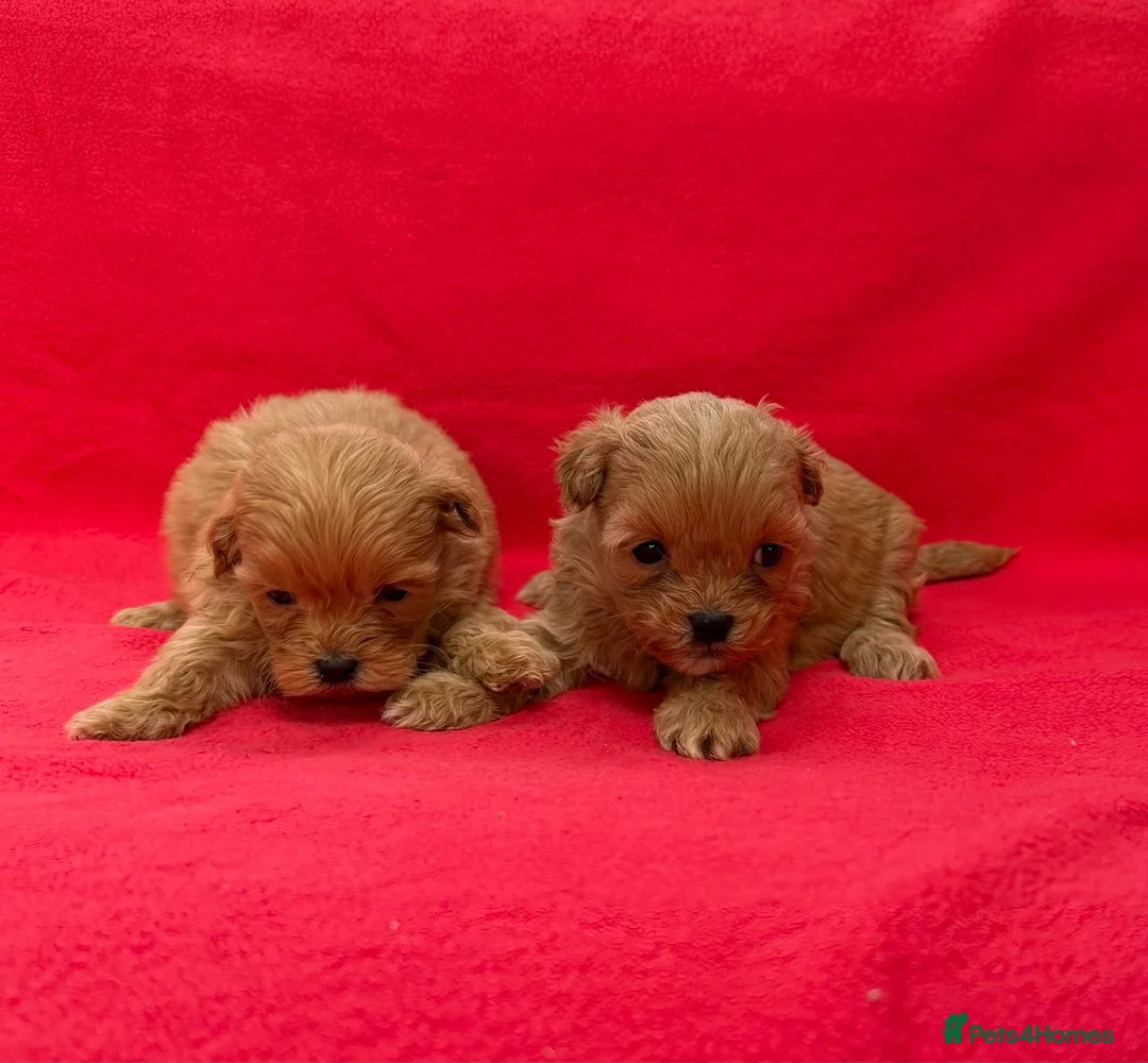 Shihpoo dogs for sale: Shihpoo pups for sale - Advert 10