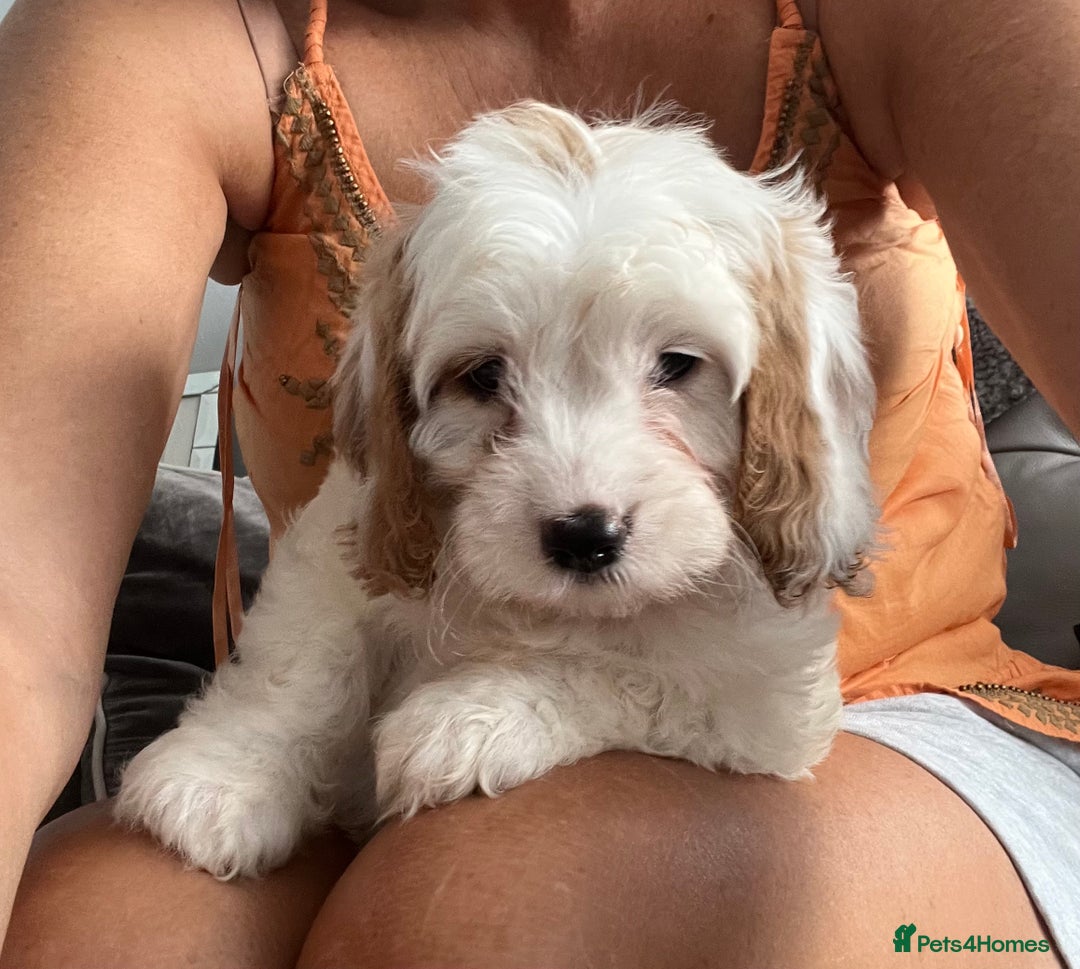 Cavapoo dogs for sale: Cavapoo Puppy 3 - 🐶🐩 7 HEALTH CLEAR ADORABLE CAVAPOO PUPPIES 🐩🐶  - Image 6