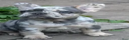 French Bulldog dogs for sale: QUALITY HEALTH TESTED FRENCH BULLDOG PUPPIES  - Advert 12