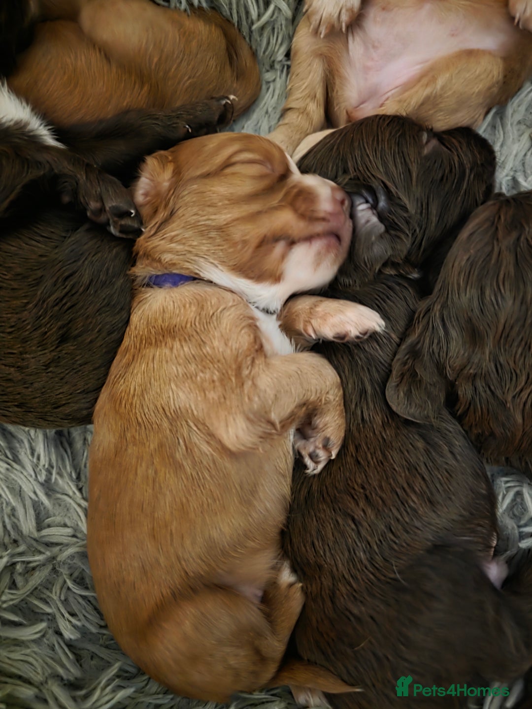 Cocker Spaniel dogs for sale: Beautiful Spaniel pups! - Advert 18