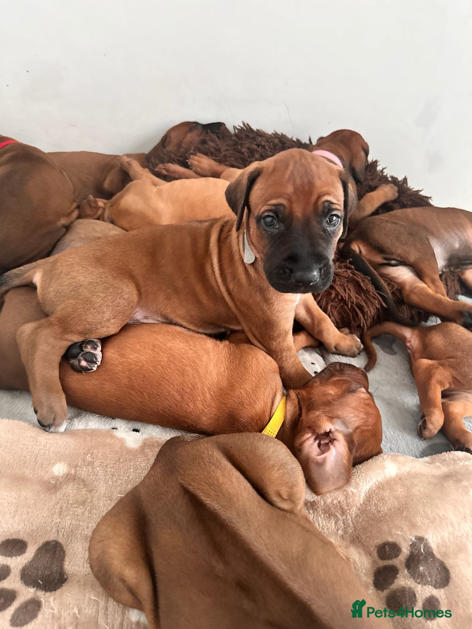 Rhodesian Ridgeback dogs for sale: Stunning KC Registered Rhodesian Ridgeback Puppies - Advert 17