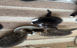 Domestic Shorthair cats for sale: Lovely kittens ready for new home - Image 2