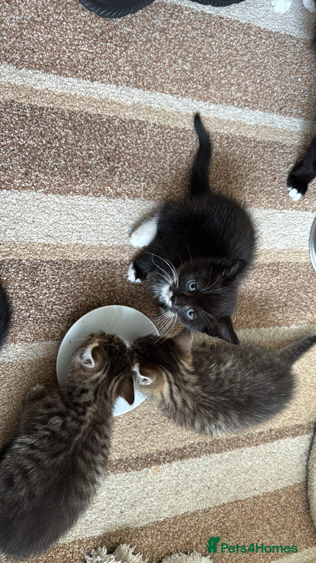 Domestic Shorthair cats for sale: Lovely kittens ready for new home - Image 2