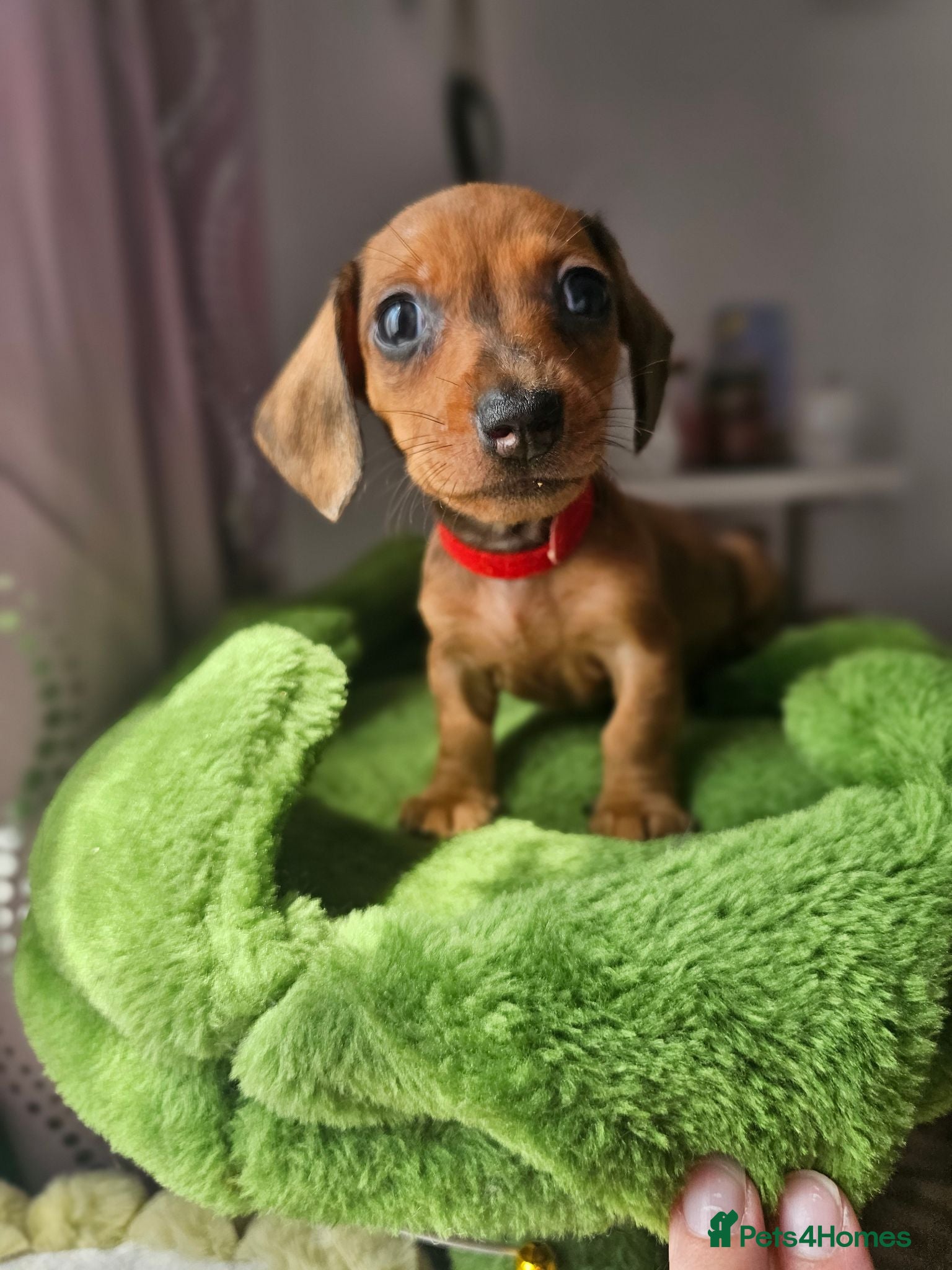 Dachshund dogs 1 Miniature dachshund left - Advert 2