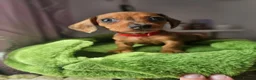 Dachshund dogs for sale: 1 Miniature dachshund left in Swadlincote - Advert 13