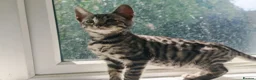 Mixed Breed cats for sale: Best Friends in Training! Bengal x sphynx  - Advert 22