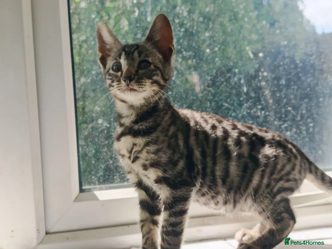 Mixed Breed cats for sale: Best Friends in Training! Bengal x sphynx  - Advert 1