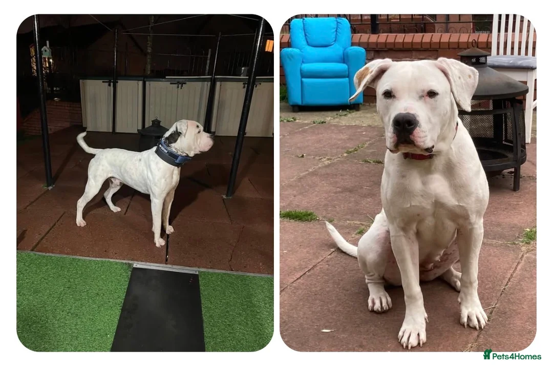 American Bulldog dogs for sale: American bulldog puppies  - Advert 29