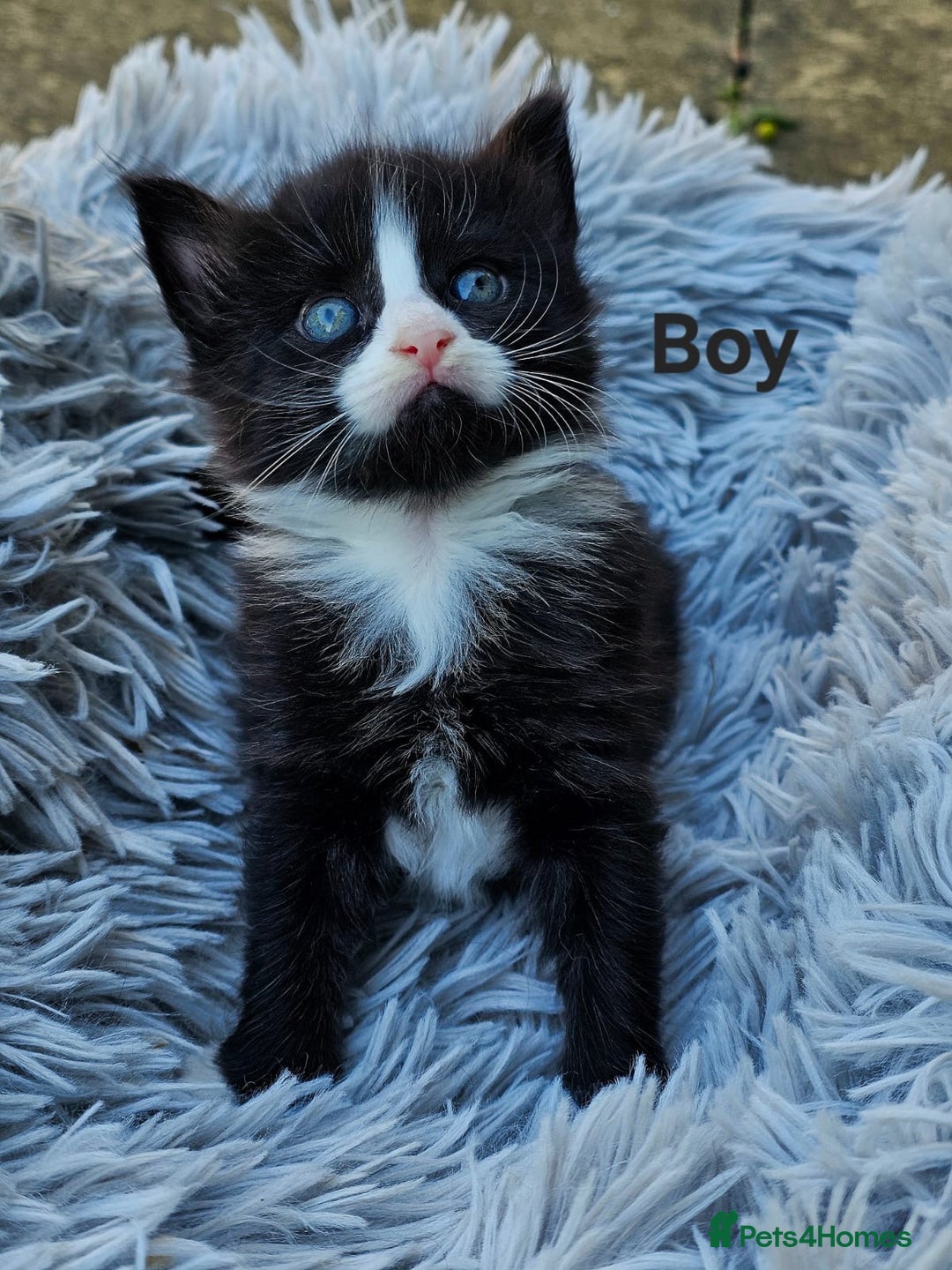 Maine Coon cats for sale: 3 weeks old 3 male 1 female  - Image 2