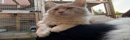 Maine Coon cats for sale: 🐾 Tica registered Maine coon kittens  - Advert 18
