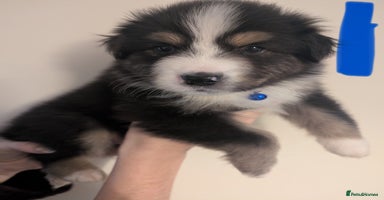 Australian Shepherd dogs - Advert 13