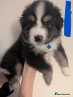 Australian Shepherd dogs - Advert 1