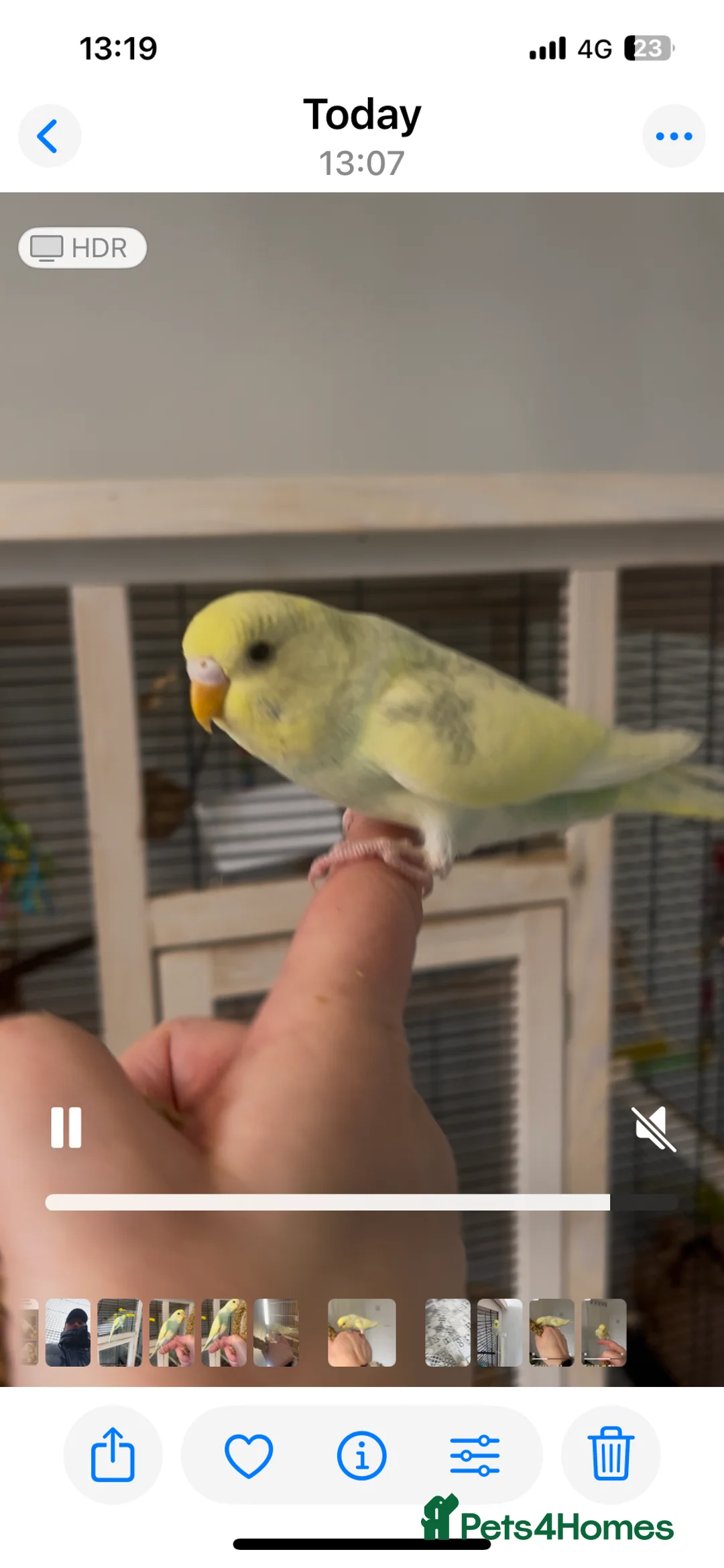 Budgerigars birds for sale: Beautiful Baby Budgies in Portsmouth - Advert 4