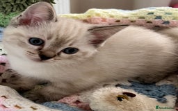 Ragdoll cats for sale: Pure Ragdoll Boys – Raised with Mum in Family Home - Image 8