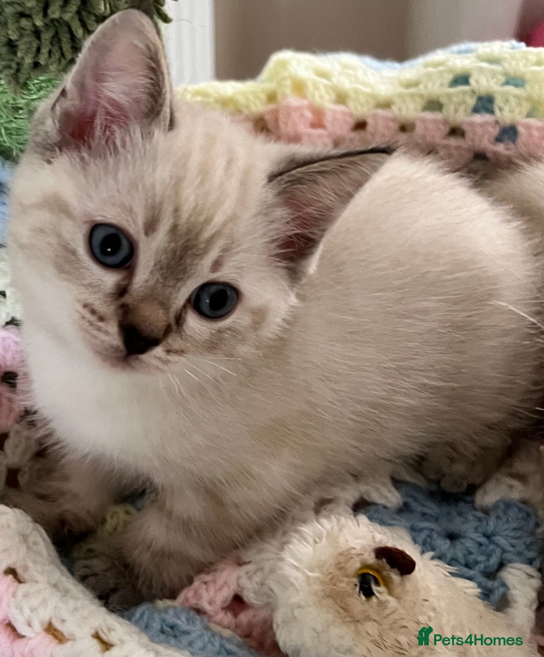 Ragdoll cats for sale: Pure Ragdoll Boys – Raised with Mum in Family Home - Image 8