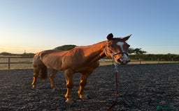 Irish Thoroughbred horses for sale: sweet tb gelding  - Image 4