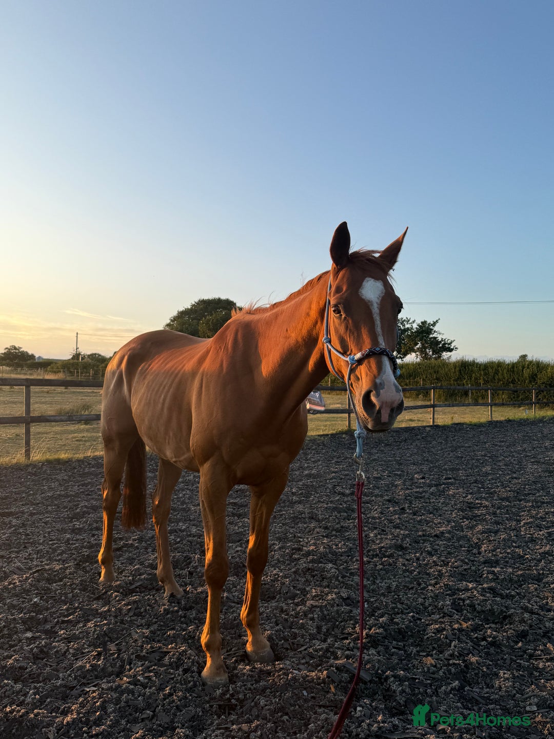 Irish Thoroughbred horses for sale: sweet tb gelding  - Image 4