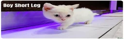 Munchkin cats for sale: Munchkin kittens - Advert 3