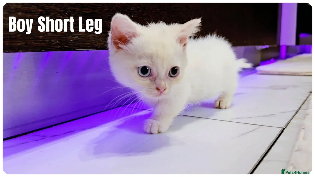 Munchkin cats for sale: Munchkin kittens - Advert 2