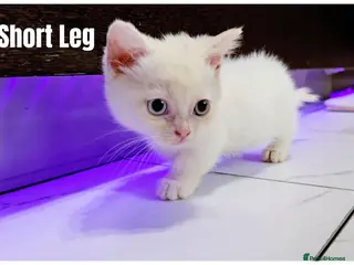 Munchkin cats Munchkin kittens - Advert 4