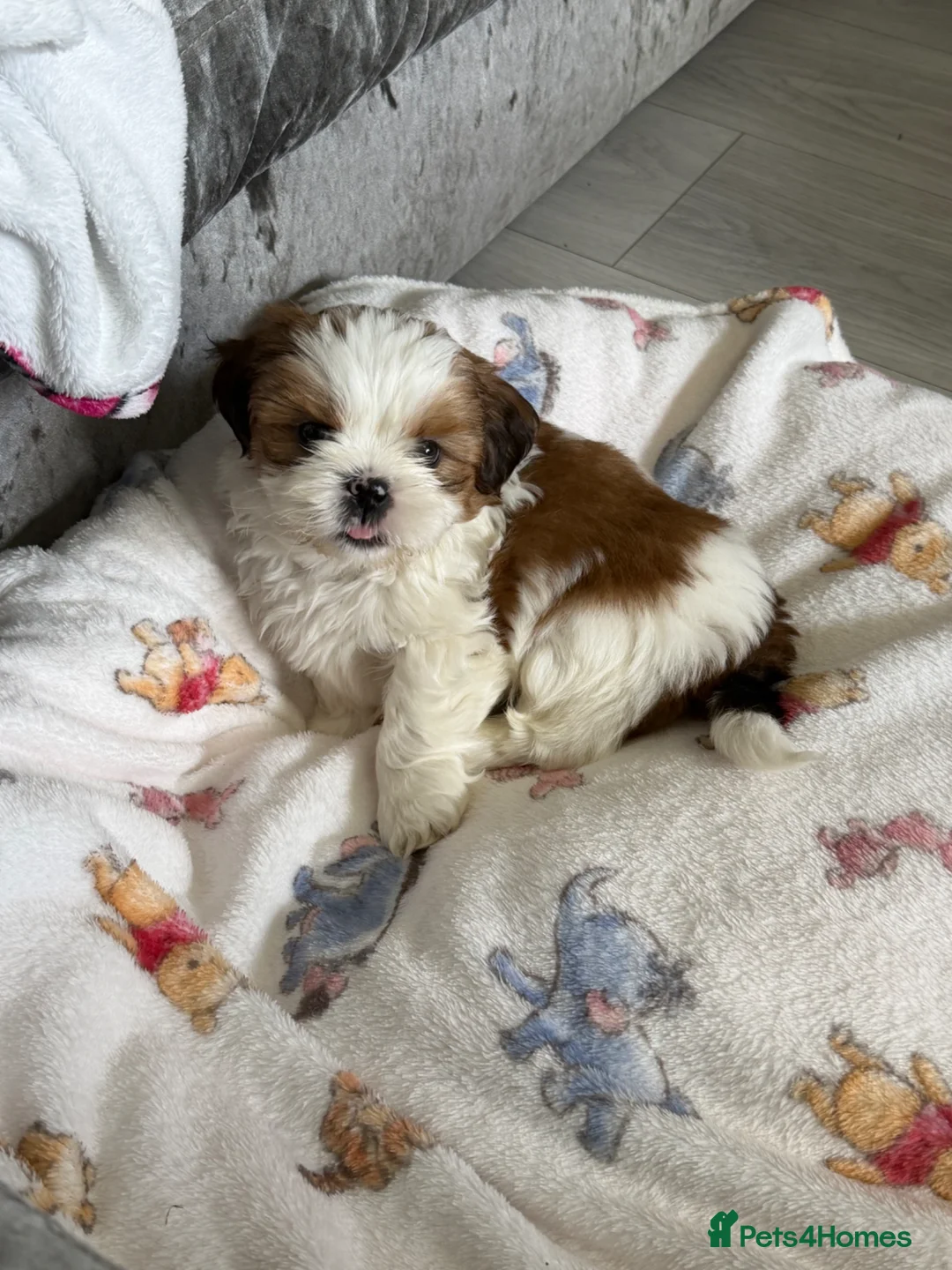 Shih Tzu dogs for sale: Male Shih Tzu  - Advert 3