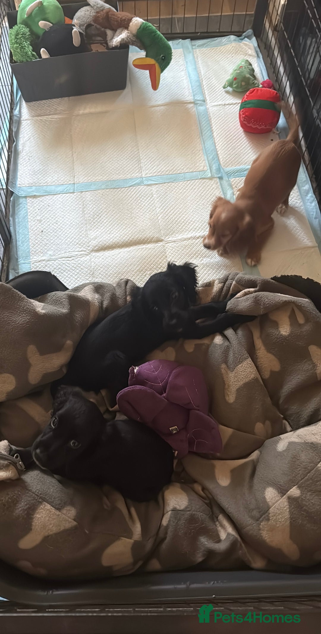 Cocker Spaniel dogs for sale: Working Cockerspaniel Pups  - Advert 5