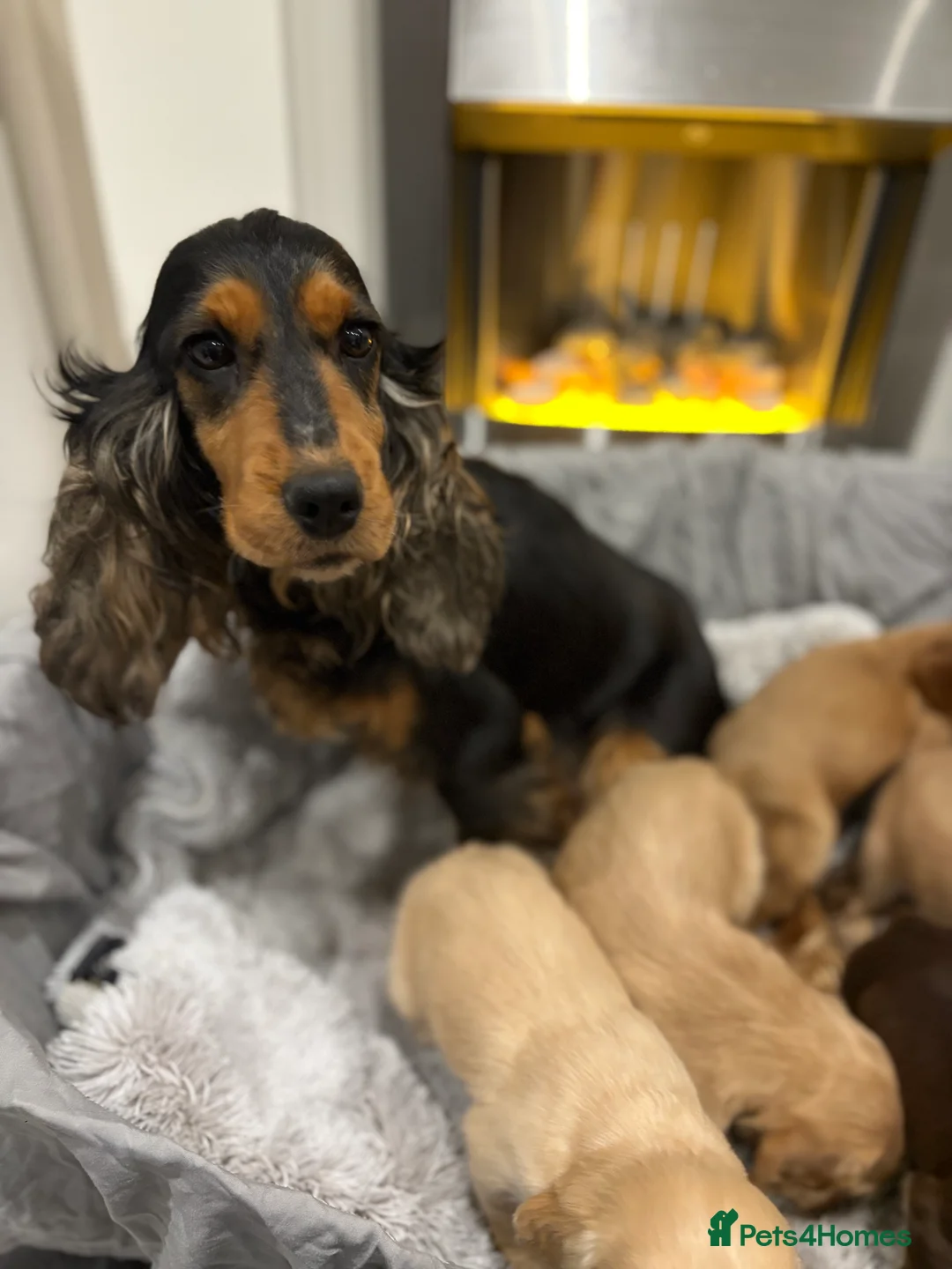 Cockapoo dogs for sale: F1 cockapoo - Advert 1