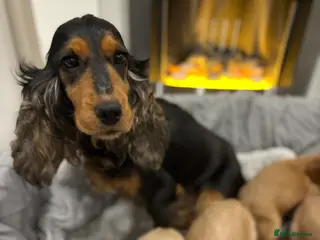 Cockapoo dogs F1 cockapoo - Advert 3